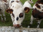 les-vaches-normandes-01