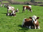 les-vaches-normandes-02