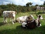 les-vaches-normandes-04