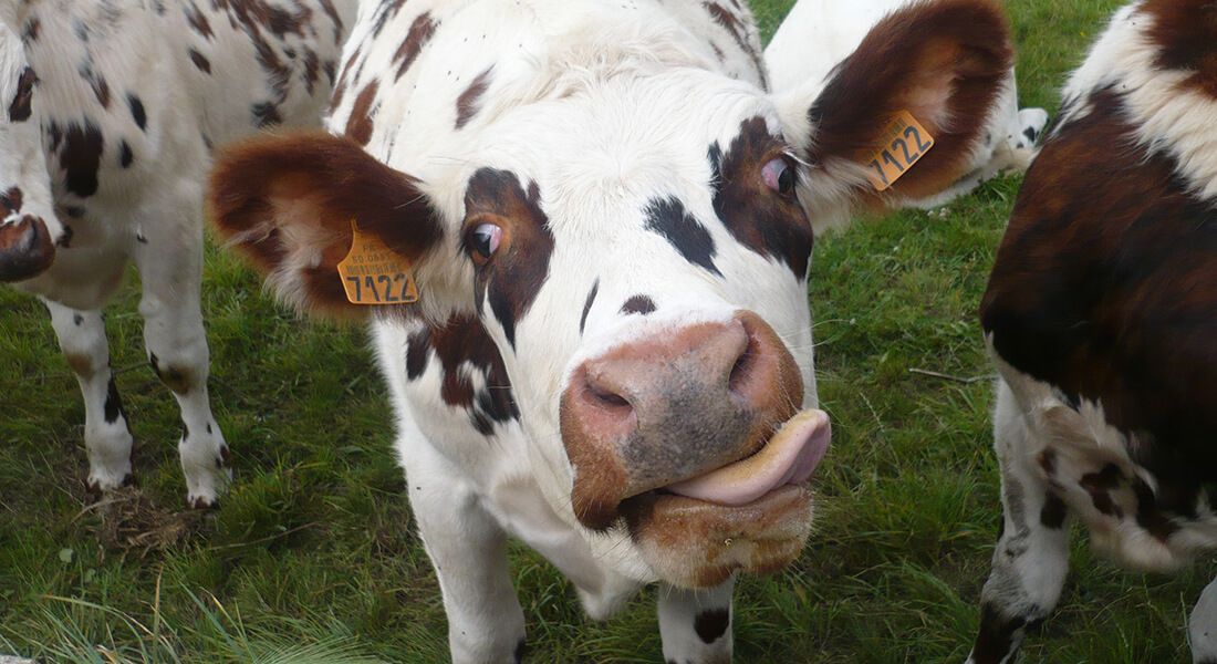 Les vaches normandes